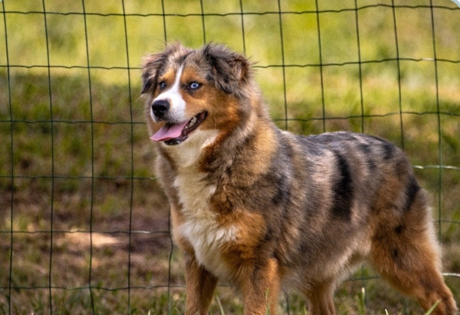 Publication : Des Montagnes Argentées 