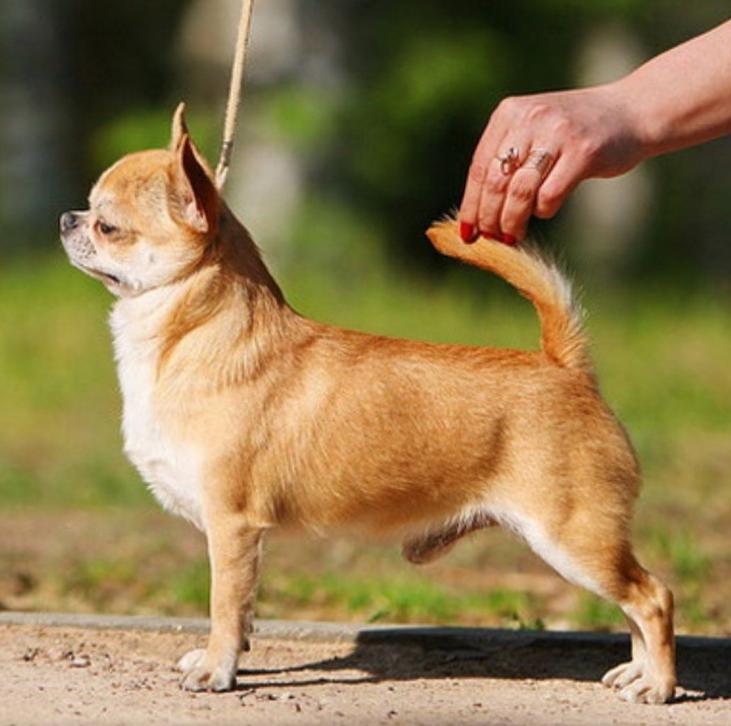 zvezdnaya kapel Magicheskiy Blesk