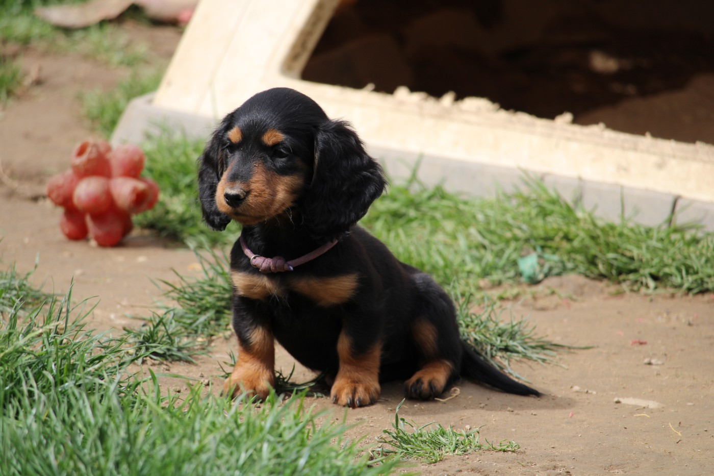 Publication : Des Narcisses Du Royaume D'egypte 