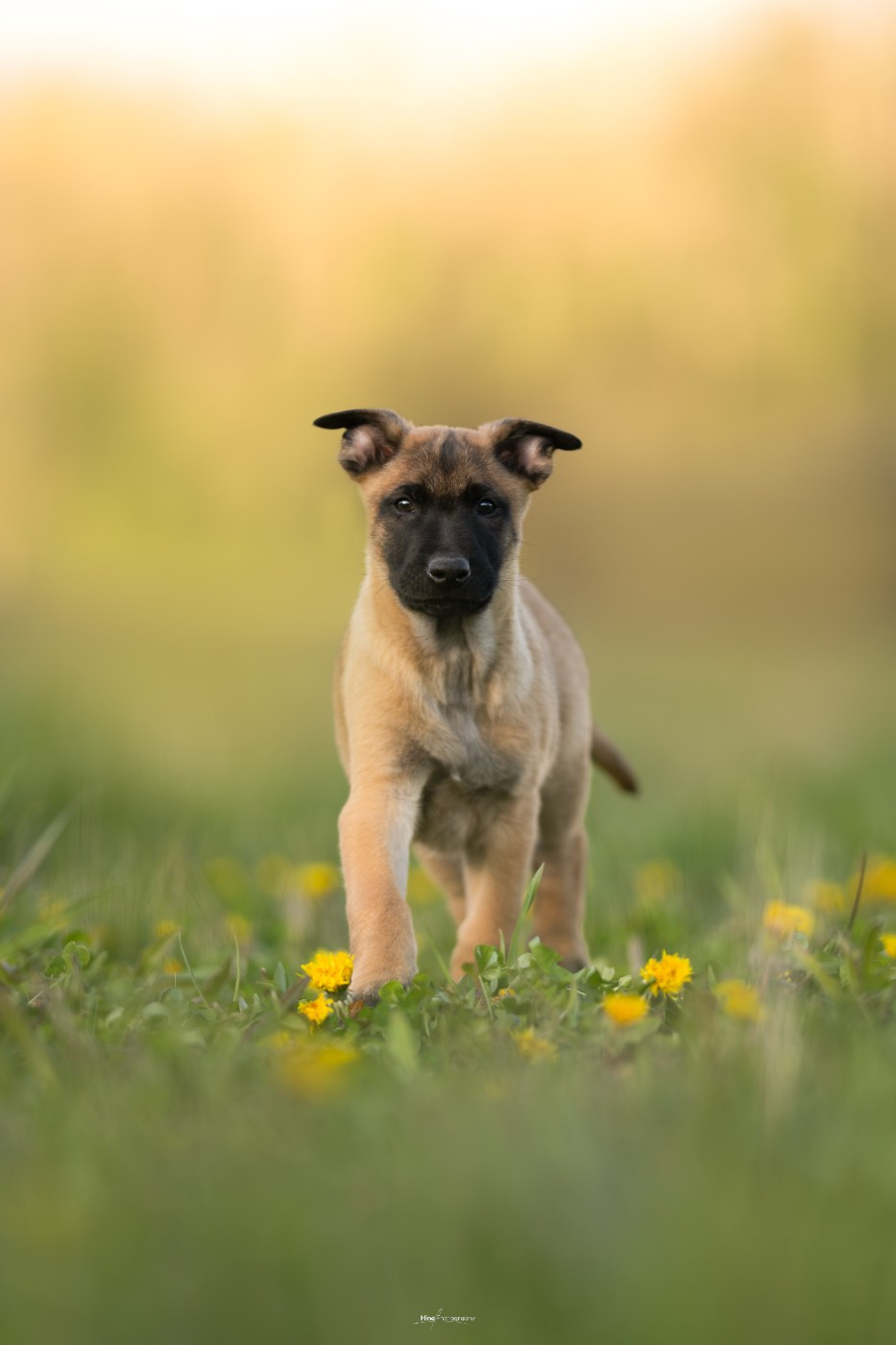 Publication : Des Crocs D'Oska 