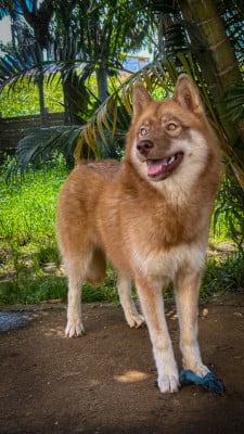 Étalon Siberian Husky - Ame no uzume Zorsky