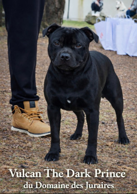 Étalon Staffordshire Bull Terrier - Vulcan the dark prince Du Domaine Des Juraires