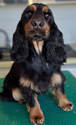 Étalon Cocker Spaniel Anglais - Voulez-Vous of Mayajoe's Dreams