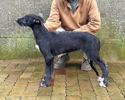 Étalon Levrier Ecossais - Antonius Vertragus Achillea of Muma