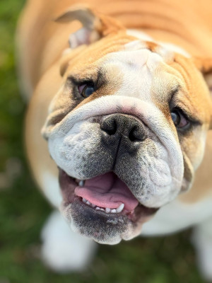 Étalon Bulldog Anglais - Voir Les Étoiles Des éclats De Cassiopée