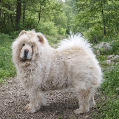 Étalon Chow Chow - Vayana Du Domaine De Lu Ti