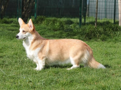 Étalon Welsh Corgi Pembroke - Night Keepish Latte macciato