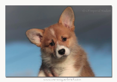 Étalon Welsh Corgi Pembroke - Arlette Of Impérial Wisdom