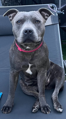 Étalon Staffordshire Bull Terrier - Tara Of Arrow River