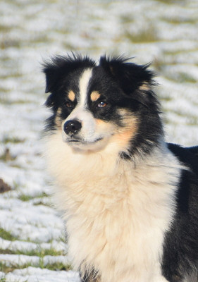 Étalon Berger Américain Miniature - ARZAL du petit Duc Victoria