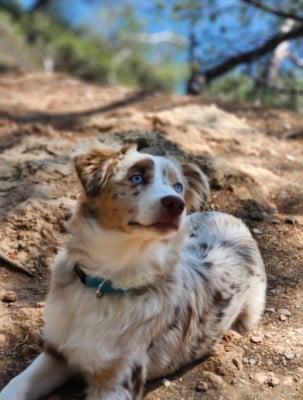 Étalon Berger Américain Miniature - Vanity De La Bergerie D'Océloni