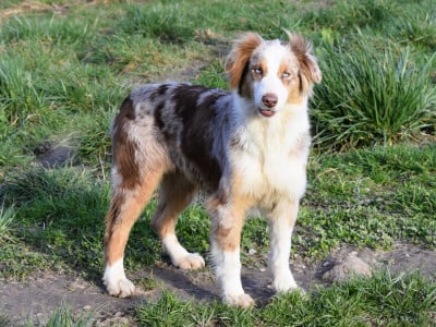 Étalon Berger Australien - Summer love du Domaine D'Eily