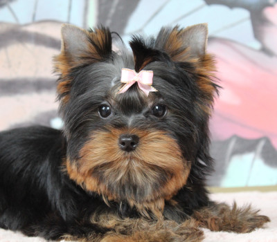 Étalon Yorkshire Terrier - A Kiss Please Des Anges de Batignolles