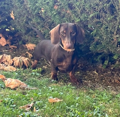 Quixote De casa d Avoiola