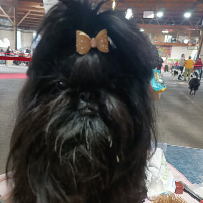 Étalon Shih Tzu - Innocence Love sweet addict