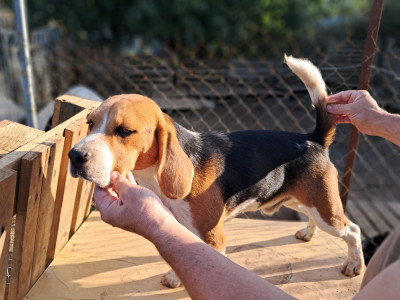 Étalon Beagle - vito de l'echo des garrigues