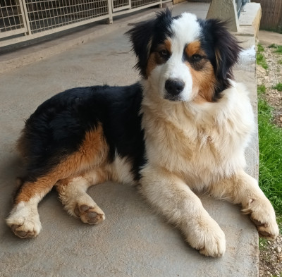 Étalon Berger Australien - Udjy De L'eden D'orches