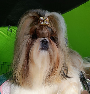 Étalon Shih Tzu - Une Odyssée Osaka Tchang De Gibedemeaux