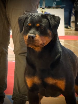 Étalon Rottweiler - Auracle Von Der Vangfuller