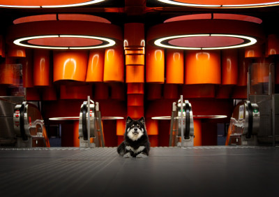 Étalon Chien finnois de Laponie - CH. O Khelyara Valhalla Balder