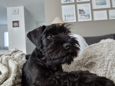 Étalon Schnauzer miniature - Till' The End May in black