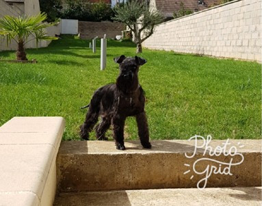 Étalon Schnauzer miniature - Info ou intox May in black