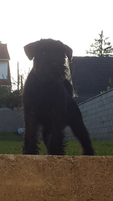 Étalon Schnauzer miniature - Nirvana May in black