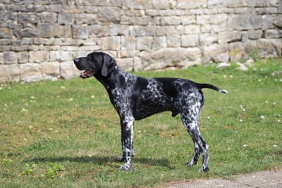 S'thor Du Rio Parana