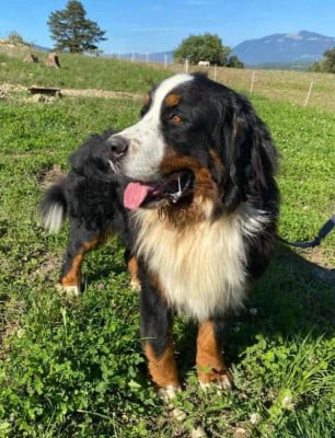 Étalon Bouvier Bernois - Salto Du Clos Des Frasses