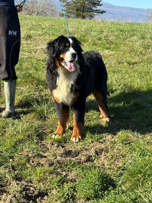 Étalon Bouvier Bernois - April Du Pont Pyrimont