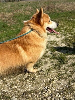 Étalon Welsh Corgi Pembroke - ara millenium beautiful king