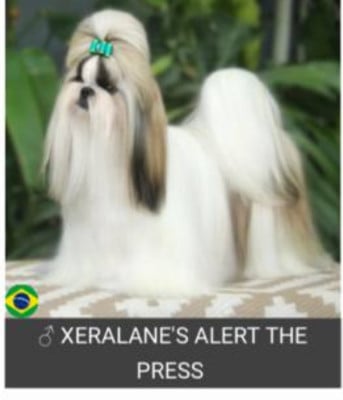 Étalon Shih Tzu - CH. xeralane alert the press Xeralane's