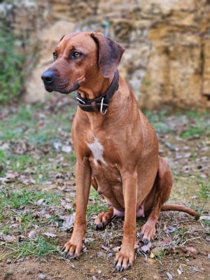 Étalon Rhodesian Ridgeback - Roxy Up Summer Of Ragimbald