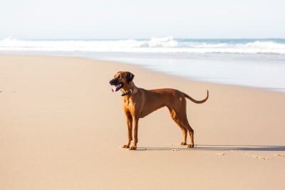 Étalon Rhodesian Ridgeback - Tess Des Carpates