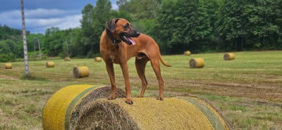 Étalon Rhodesian Ridgeback - Ryder des prouillacs