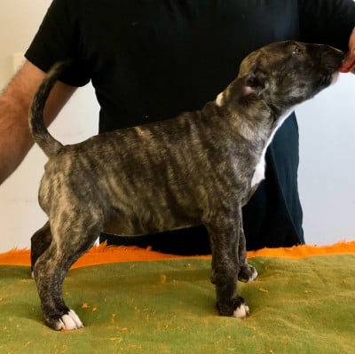 Étalon Bull Terrier - Boogy Dance's Unfailling stars Light