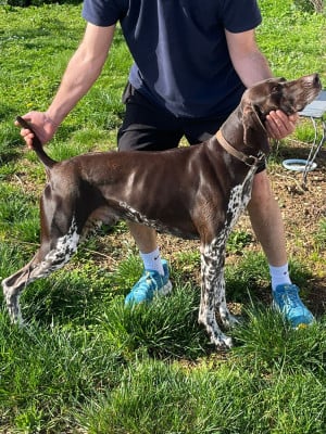 Étalon Braque allemand à poil court - ROUKY des champs de blé doré