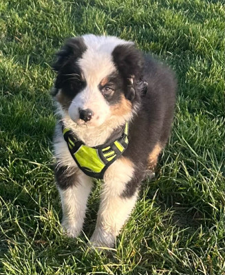 Étalon Berger Australien - Ls Twins Crew AMAZING QUICKSTEP