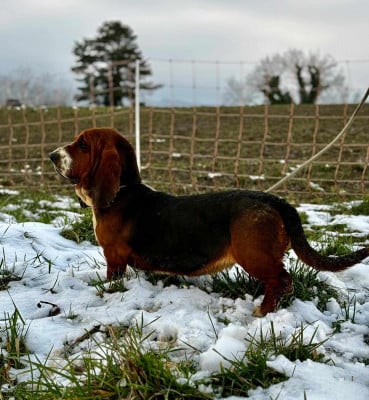 Étalon Basset Hound - ushuaia Du Pont Pyrimont