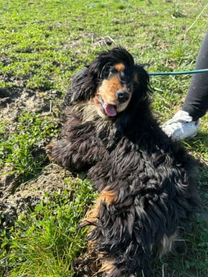Étalon Cocker Spaniel Anglais - una Du Pont Pyrimont