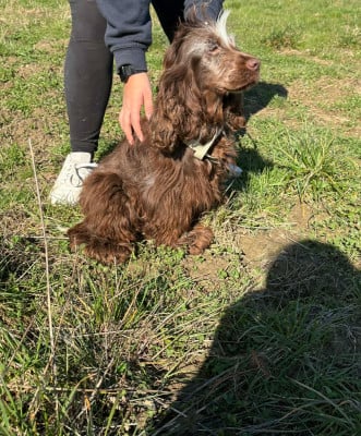 Étalon Cocker Spaniel Anglais - Upsilone des lumières de Sirius