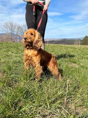 Étalon Cocker Spaniel Anglais - Sully (Sans Affixe)