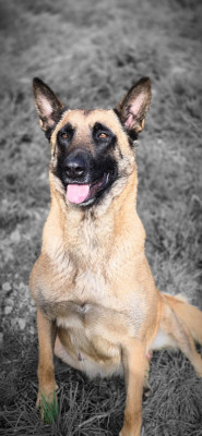 Étalon Berger Belge - TESS (dit Tessy) Des Restanques de Toucas