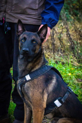Étalon Berger Belge - OLIVER Des Soldats Du Camp Redon