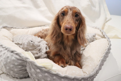 Étalon Teckel poil long - Littl Fut TIRAMISU