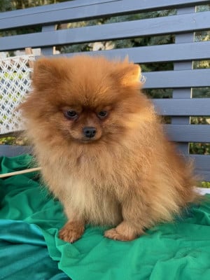 Sirène Des Sentiers du Perche