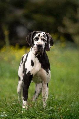 Étalon Dogue allemand - vectra du domaine du rupt de mad