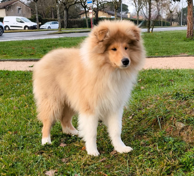 Étalon Colley à poil long - Amazing Boy domaine des Émeraudes