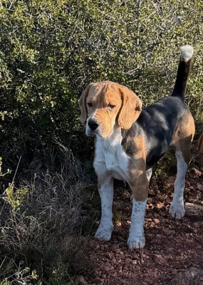 Étalon Beagle - CH. Terreur Des Hauts De Milhac
