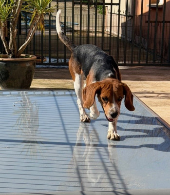 Étalon Beagle - Turbo Des Hauts De Milhac